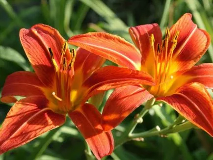 de îngrijire la domiciliu Lily cameră și clasificare, plantare achiziționarea de origine crin (de îngrijire) de îngrijire la domiciliu Lily cameră și clasificare, cumpărare de plantare acasă crin
