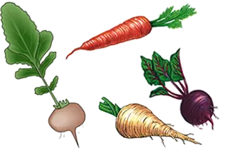 Legumele rădăcinoase, ce legume acestea includ (rădăcini) Legumele rădăcinoase, ce includ legume