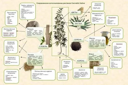 Cânepă (foarte interesant) - alte informații despre creștere - articole - totul despre cultivarea de cânepă