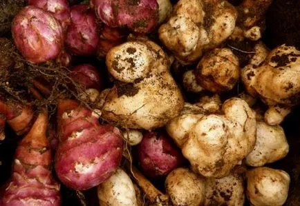 Root - este faptul că stocarea rădăcinoase