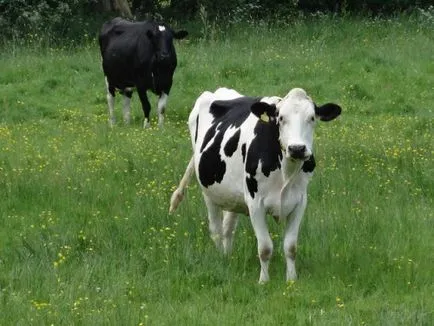 Hrănirea dieta vaci, cât de mult să se hrănească, fân