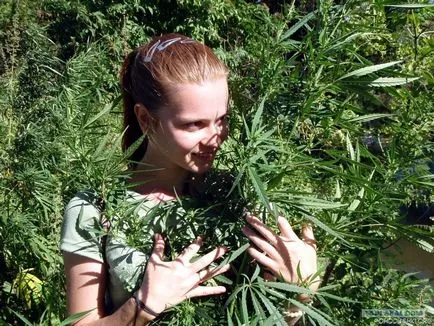 Cânepă (foarte interesant) - alte informații despre creștere - articole - totul despre cultivarea de cânepă