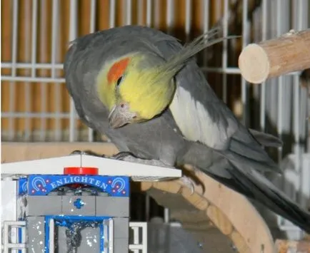 Corella, un pic papagal vorbăreț
