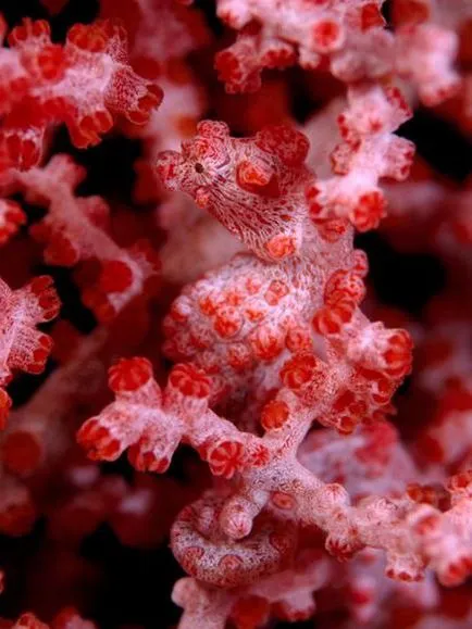 Coralii - acest animal sau plantă unde coralii se găsesc în natură