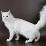 Van cat pret rasa, fotografii, în cazul în care să cumpere, sau nu să înoate, o baie, în cazul în care costurile și vânzări
