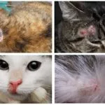 Pisica zgâriat pentru a răni pe gât, dar nu puricilor - decât vindecarea (mâncărime) Pisica zgâriat pentru a răni pe gât, dar nu puricilor - decât vindecarea