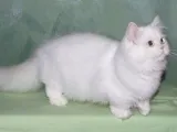 pisică napoleon fotografie, descriere rasa, caracteristici și preț