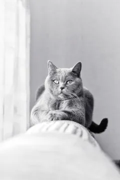 Cat lacrimi up pisică mobilier wean zgârierea mobilier doar