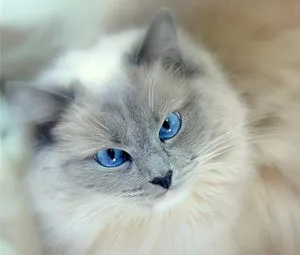 pisică Ragdoll și o descriere a naturii rasei, recenzii proprietarii
