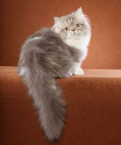 Cat rasa caracter Napoleon, de îngrijire, pret, caracteristici (rasa Napoleon. Napoleon pisica) Cat rasa Napoleon de caractere, de îngrijire, pret, caracteristici