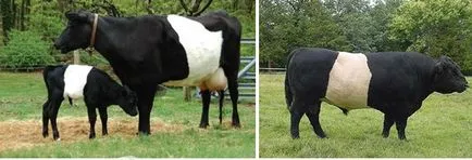 Cow - acasă casa zhivotnoesvoy în localitate (acasă) Cow - acasă casa zhivotnoesvoy în localitate