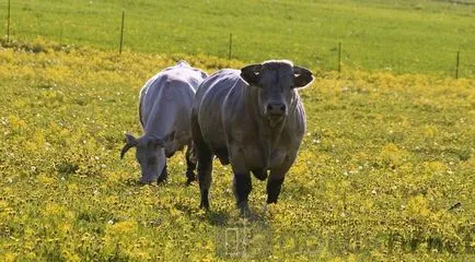 Cow - acasă casa zhivotnoesvoy în localitate (acasă) Cow - acasă casa zhivotnoesvoy în localitate