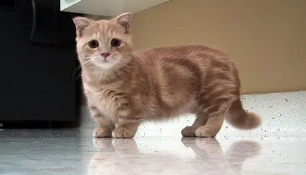 Scurt-picioare fotografie Munchkin pisică, descriere rasa (Munchkin) Scurt-picioare Munchkin pisica fotografie, descriere rasa