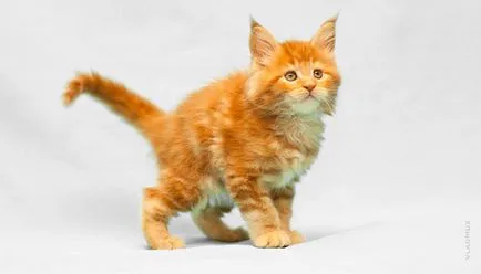 Pisoi fotografie 1 luna