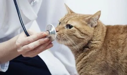 Cat otrăvit ce să facă la domiciliu, simptome, primul ajutor