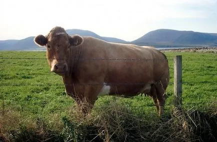 Vaca nu rumegă tratamentul ce să facă, o metodă populară (vaca) Vaca nu rumegă ce să facă tratament, o metodă populară
