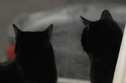 Cat lupta, cu toate că am fost prieteni (înainte) Cat lupta, cu toate că am fost prieteni