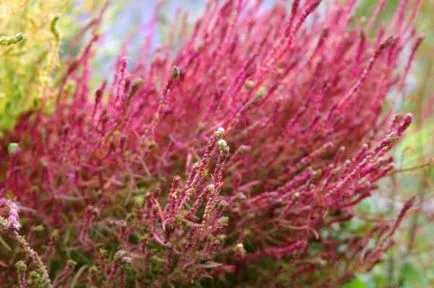 cultivare Kochia, propagare și de îngrijire