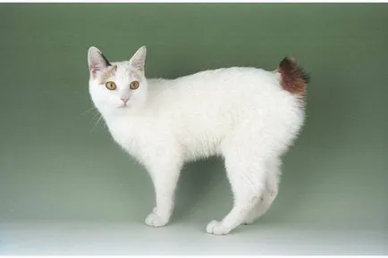 Cat-si-Bobtail si alte rase de pisici fără coadă; o pisică și o pisică fără coadă, similar cu Lynx