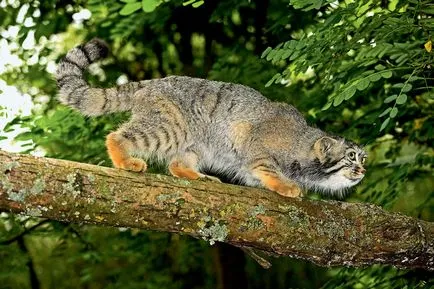 Cat contrar, publicații, în jurul valorii de lumina