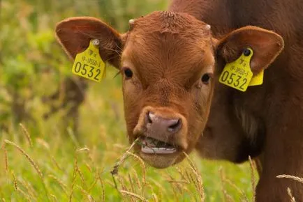 Vaca nu rumegă tratamentul ce să facă, o metodă populară (gumă de mestecat) Vaca nu rumegă ce să facă tratament, o metodă populară