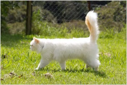 Cat Nap Foto & Video, pret, descriere rasa, caracter