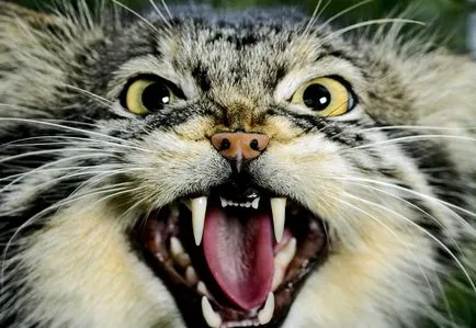 Cat contrar, publicații, în jurul valorii de lumina