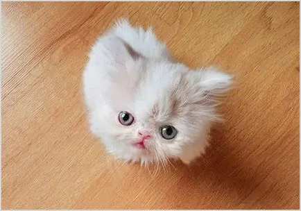 Cat Nap Foto & Video, pret, descriere rasa, caracter