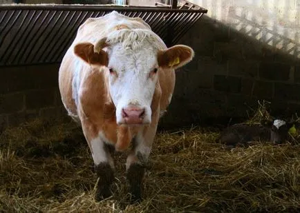 Vaca nu rumegă ce să facă tratament, o metodă populară (de mestecat) Vaca nu rumegă ce să facă tratament, o metodă populară