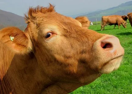 Cow - acasă casa zhivotnoesvoy în localitate (vaca) Cow - acasă casa zhivotnoesvoy în localitate