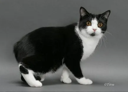 Cat-si-Bobtail si alte rase de pisici fără coadă; o pisică și o pisică fără coadă, similar cu Lynx