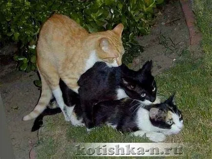 Comportamentul nunta Cat de pisici în timpul împerecherii - faunei