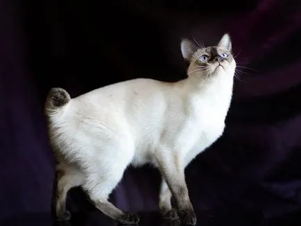Cat-si-Bobtail si alte rase de pisici fără coadă; o pisică și o pisică fără coadă, similar cu Lynx