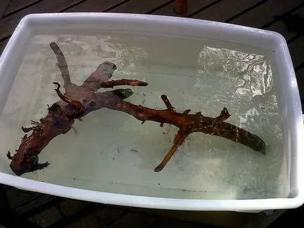 Driftwood pentru un acvariu care poate fi folosit și cum să o faci singur (snags) Driftwood pentru un acvariu care poate fi folosit si cum sa-l faci singur