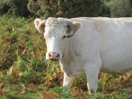 Vaca nu rumegă tratamentul ce să facă, o metodă populară (vaca) Vaca nu rumegă ce să facă tratament, o metodă populară
