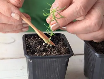 Cultivarea Kochia, tehnologia de plantare, o fotografie, alege o aterizare