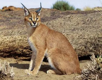 Lynx pisica - rasa, trap ca de pisica cu ciucuri pe urechi (pisica) Lynx pisica - rasa, trap ca de pisica cu ciucuri pe urechi