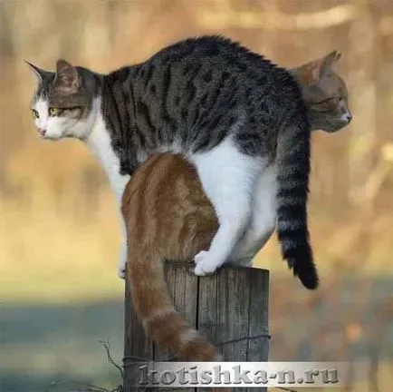 Comportamentul nunta Cat de pisici în timpul împerecherii - faunei