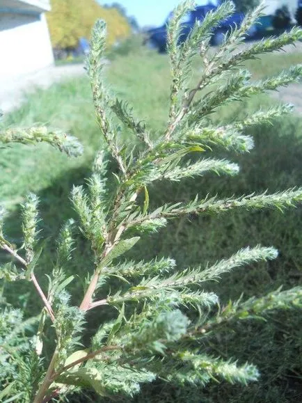 cultivare Kochia, propagare și de îngrijire