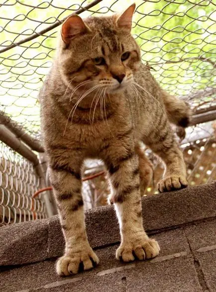 Cat-si-Bobtail si alte rase de pisici fără coadă; o pisică și o pisică fără coadă, similar cu Lynx