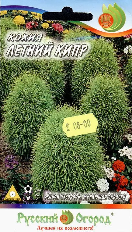 cultivare Kochia, propagare și de îngrijire