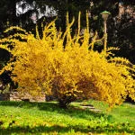 copaci frumoase pentru fotografie gradina, cum de a alege, de îngrijire pentru, localizați