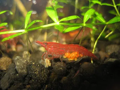 Crevetii Cherry reproducere conținut, compatibilitate, foto, video