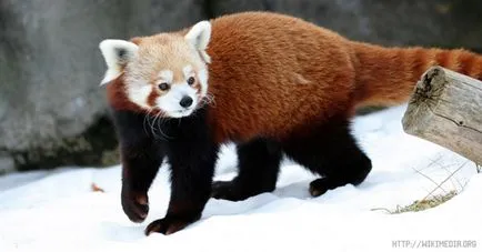 panda roșu