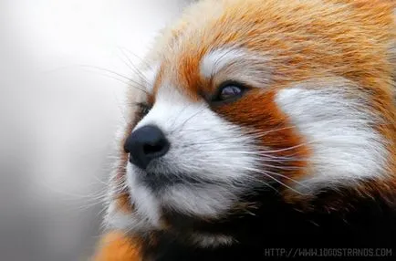 panda roșu