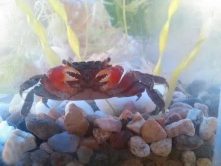 Roșu mangrove crab viața lui de la domiciliu (mangrove) Roșu mangrove crab viața lui de acasă