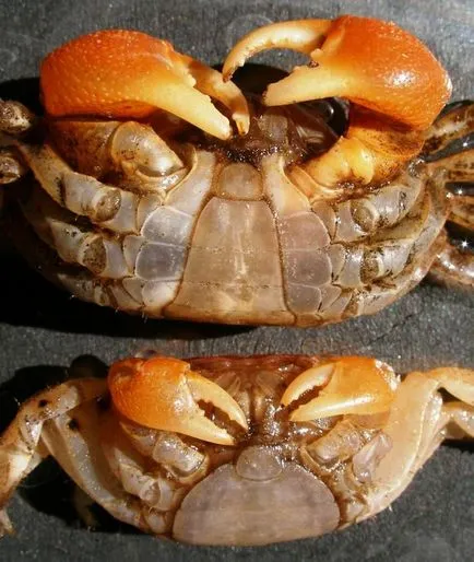 Roșu mangrove crab viața lui de la domiciliu (roșu) Roșu mangrove crab viața lui de acasă