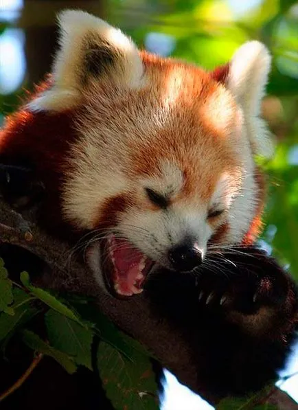 panda roșu, panda roșu, animale