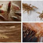 Cine poate musca pe timp de noapte în pat, cu excepția ploșnițe (noaptea) Cine poate musca pe timp de noapte în pat, cu excepția ploșnițe