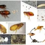 Cine poate musca pe timp de noapte în pat, cu excepția erorilor (ploșnițe) Cine poate musca pe timp de noapte în pat, cu excepția ploșnițe